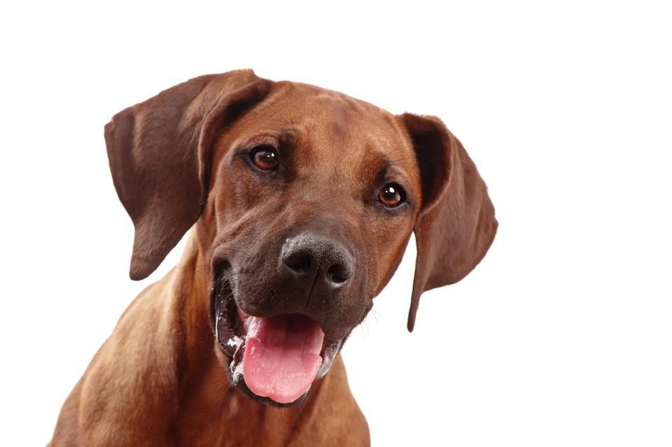 dog face png 3
